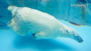 ミルクのために魚と肉を取ってくるクルミ~ホッキョクグマ親子