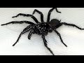 Sydney Funnel Web Spider - Aggressive Extremely Deadly &amp; Beautiful