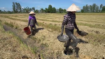 175 / Hai chị em đi bắt cá cạn mùa gặt lúa