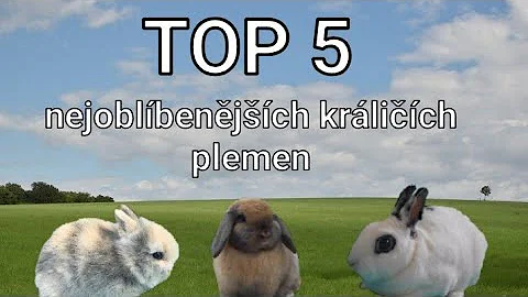 Co potřebujete vědět o chovu zakrslého králíka?