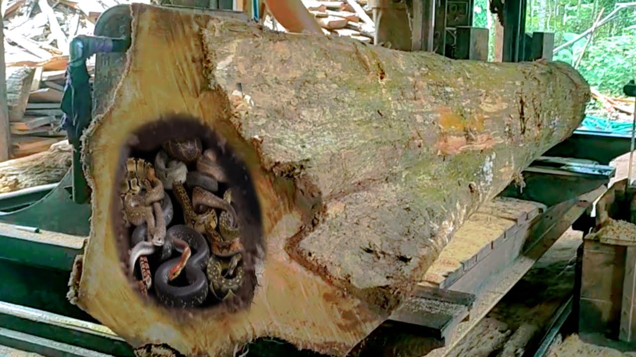 The most beautiful discovery is that village teak wood is made into sheets in a wood factory