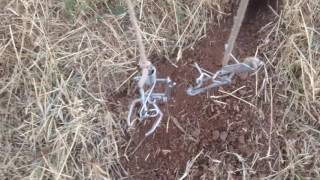 Gopher Trapping Tips and Tricks