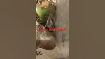I M Not That Inocent Ferda 