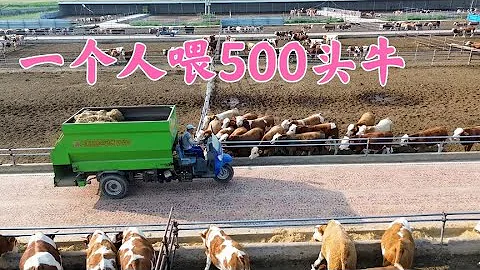 过渡场500头牛一个人喂，机械化程度高省力气，双双边买牛边学艺 - 天天要闻