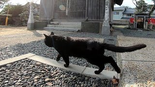 猫の島で野良猫のパトロールに同行してみた