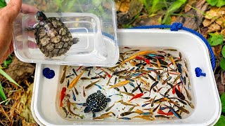 Menemukan banyak ikan Molly, ikan mas koki, ikan nila, ikan pedang, kura kura, ikan lele albino