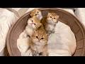Sleep with The Cats' Favorite Music - Harp Music for Cats to Fall Asleep, Cat Meowing Sleep Music