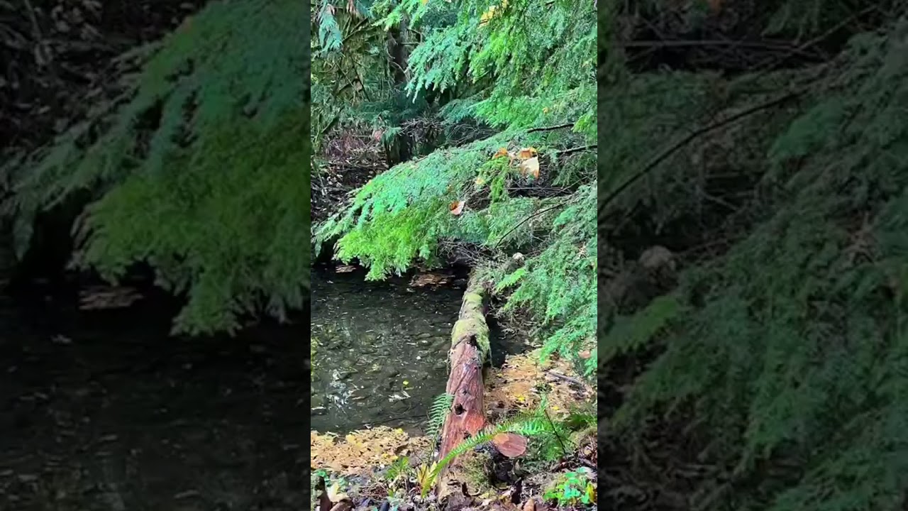 Hidden Trail with Stunning Views | Ross Lake Dam, WA