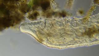 Small Aquatic Worm Feeding