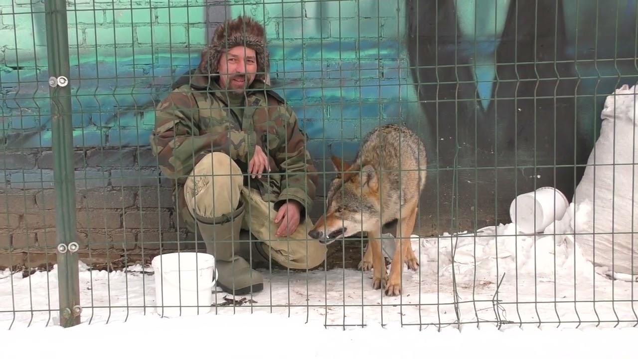 Смоленские  волки \Что будет если погладить волка, когда он ест?