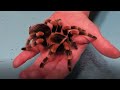 Cectos handling tarantulas should i