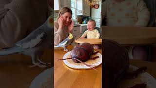 Baby Cackling Like Its The Funniest Thing Ever