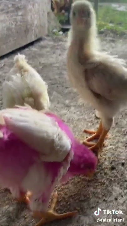 Anak ayam warna/warni bisa tumbuh besar. Sumber Tiktok