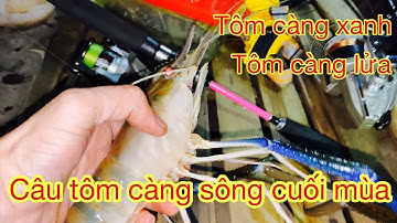 Câu tôm sông / trúng mánh ổ tôm càng xanh “ càng lửa cuối mùa