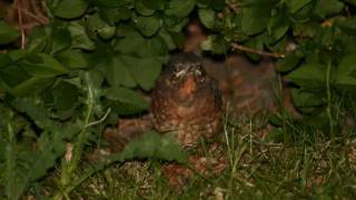 Springwatch alternative intro