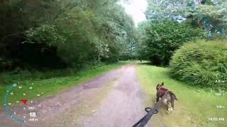 Un Bull Terrier Pas Très Motivé Cani Vtt Du 20.06.2020