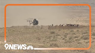 More than 20,000 wild horses and burros to be removed from public lands
