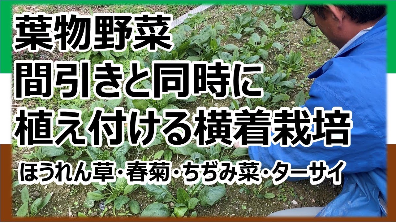 葉物野菜 間引きしたものをそのまま植え付ける横着栽培 ほうれん草 春菊 ちぢみ菜 ターサイ Youtube 葉物野菜 間引きしたものをそのまま植え付ける横着栽培 ほうれん草 春菊 ちぢみ菜 ターサイ Youtube