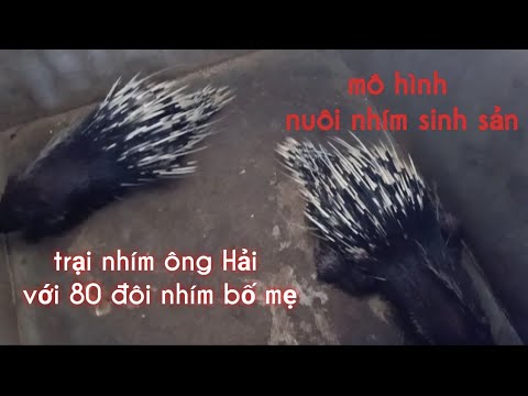NN_ mô hình nuôi nhím sinh sản
