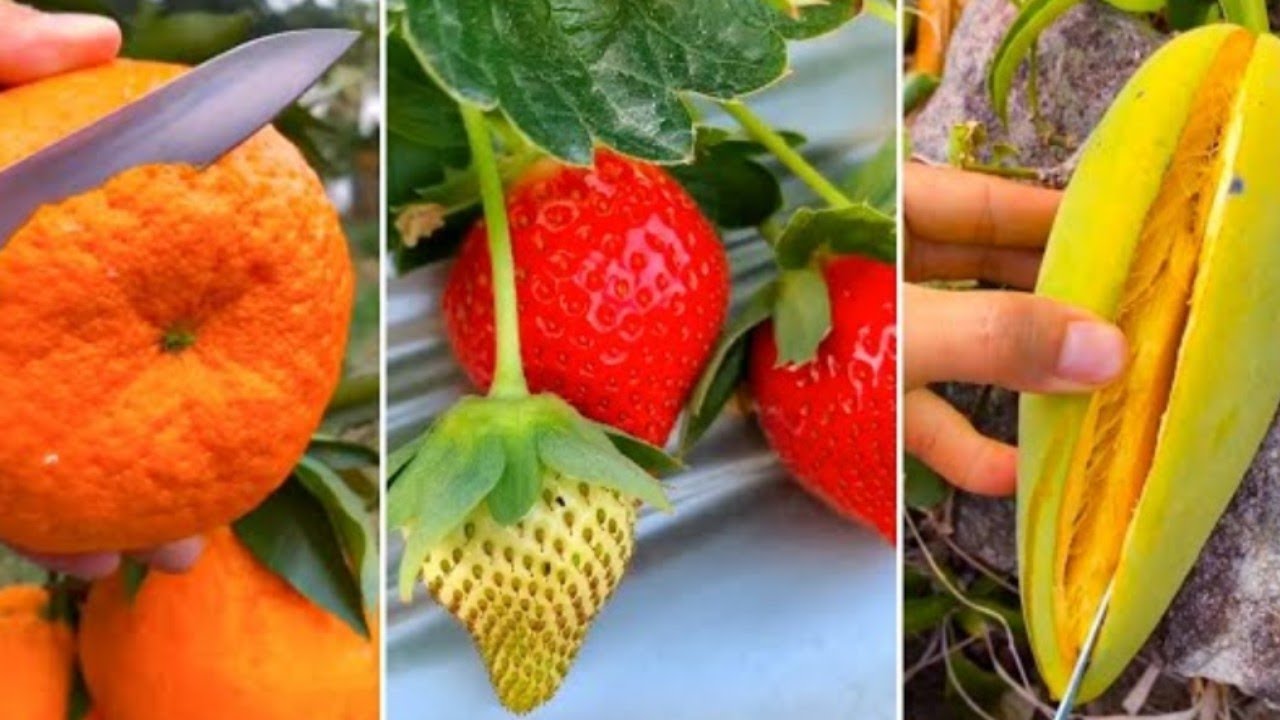 Farm Fresh Ninja Fruit Cutting 🥝 Tik Tok China 🥝🥝 (Oddly Satisfying