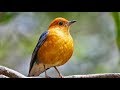 Burung Anis Merah Suara Merdu Durasi Panjang Mp3 - Mp4 Download