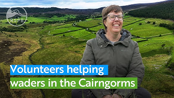 Hoe vrijwilligers essentieel zijn voor belangrijk werk voor waadvogels in de Cairngorms