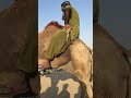 ليس من السهل ركوب الجمل 