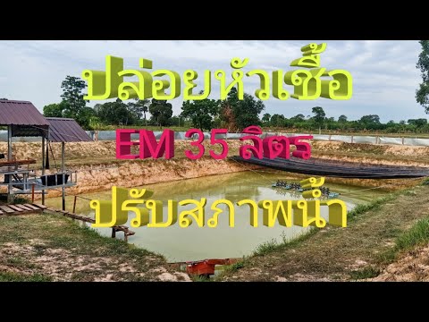 ปล่อยหัวเชื้อ EM ครั้งที่ 4 10 ลิตร ปรับสภาพน้ำเสีย..น้ำใสดีขึ้นเยอะ