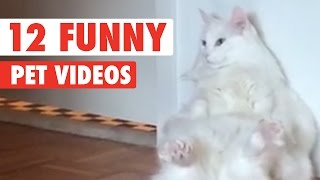 12 Funny Pet Videos Compilation 2016