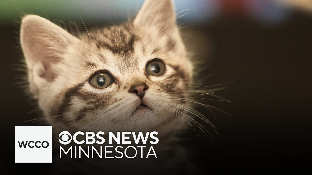 Metro cat community holds emergency fundraiser after free spay and neuter program ends