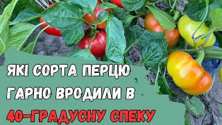 Які сорта перцю гарно вродили в 40-градусну спеку