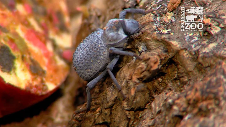 Blue Death-Feigning Beetle Big News - Cincinnati Zoo - DayDayNews