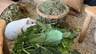 Cute Guinea pigs eating