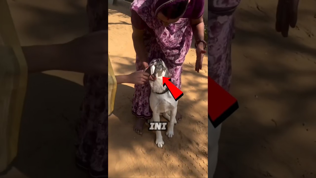 Anjing hampir merobek uang