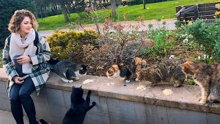 Stand Your Ground Kitty! Stray Cat Refuse to Back Down 4K