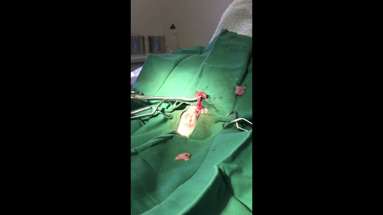 neutering male guinea pigs