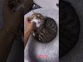 Female Cat vs Male Cat 😱 Who Is Stronger?#cats#viral#funnycats #pets#shorts #animal#catlover #crazy