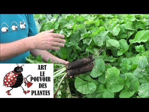 Vidéo: Quand planter du radis noir en extérieur en 2022