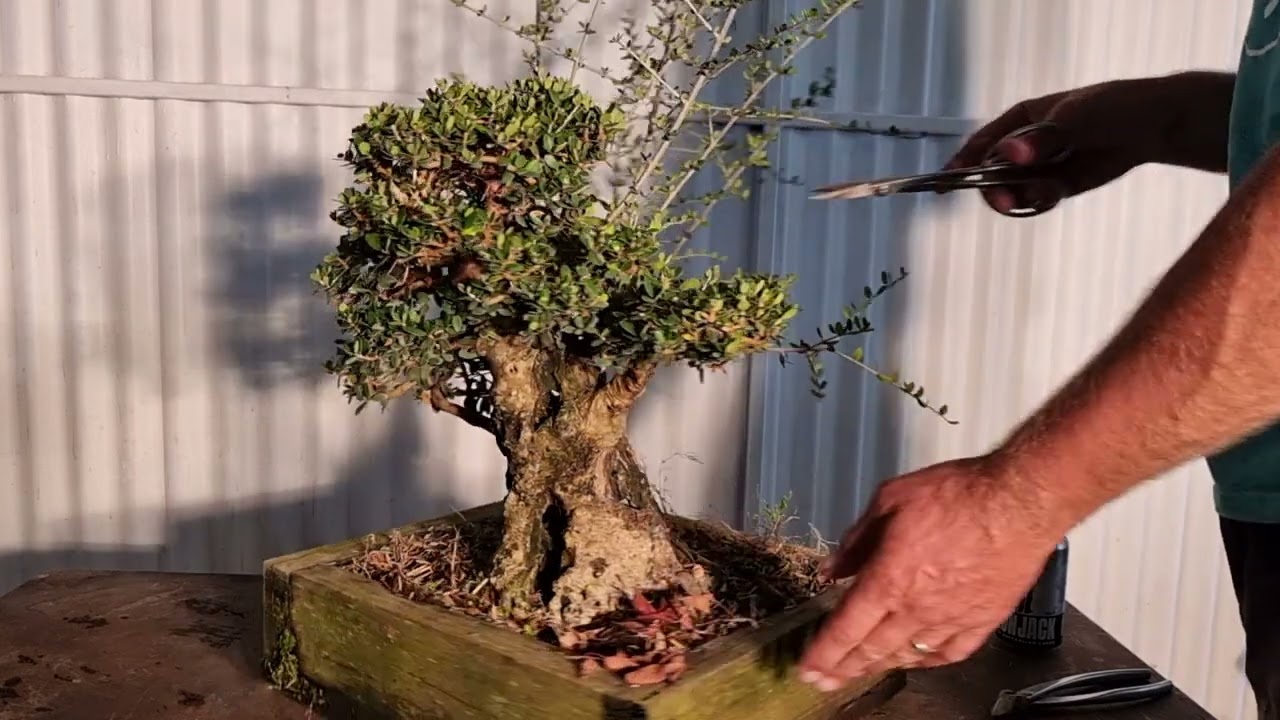 juniper bonsai forest Grow Your Own Bonsai Tree Kit Chinese Juniper