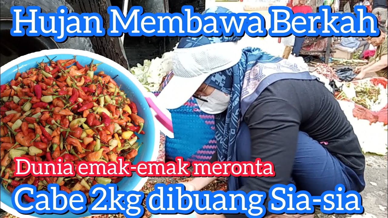 Cabe 2kg dibuang sia-sia, Banyak sotiran pedagang yg dibuang 😲😲