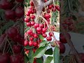 cherry picking look very satisfy