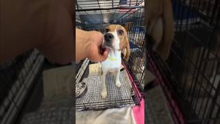 We won! Ridglan is closing and all the dogs are coming out!