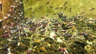 Cardinal Shrimp Heaven