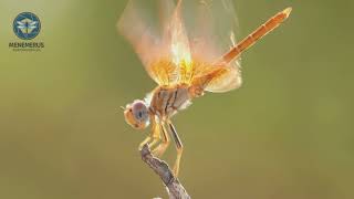 Libélulas Ibéricas Nuestras 8 Mejores Cazas 2025.