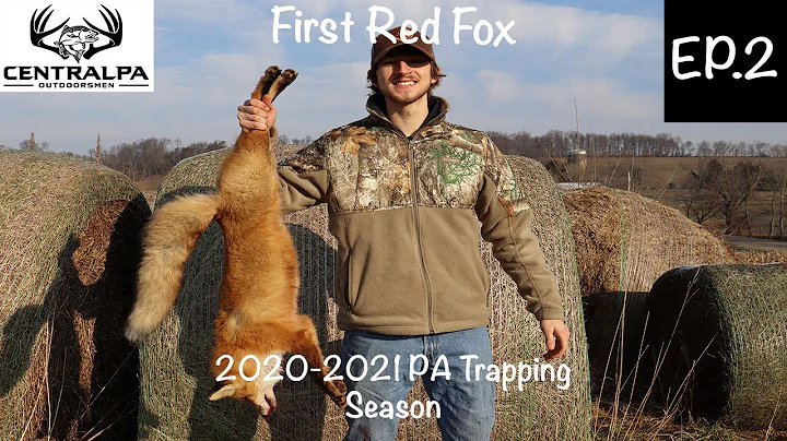 First Red Fox and Raccoon Trapping | 2020-2021 PA Trapping Season Ep. 2