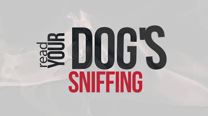 How to Read Your Dog's Sniffing Introduction | Hunter's Heart Scent Dog Training