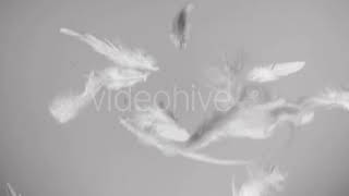 White Feathers Flying in the Wind and Falling Down Clean Background | Stock Footage - Envato ele... screenshot 4