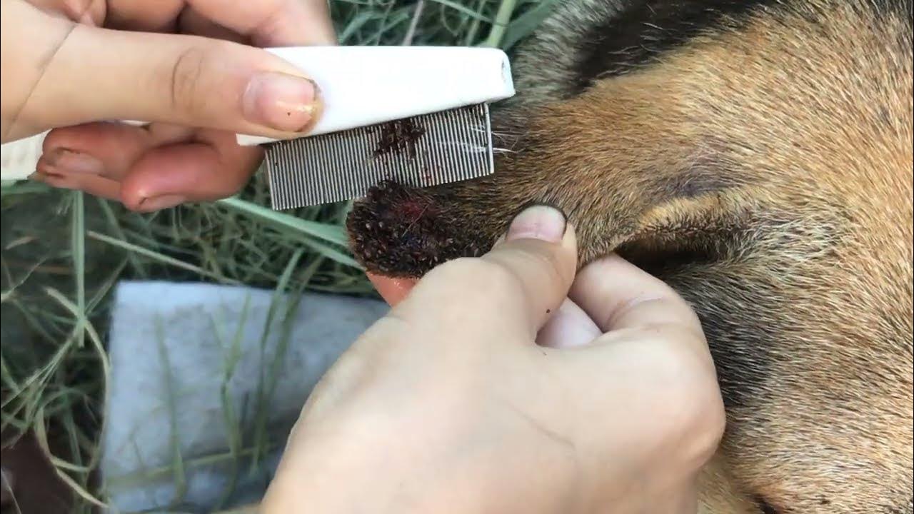 The dog has a lot of ticks on his ears and how to use a comb YouTube