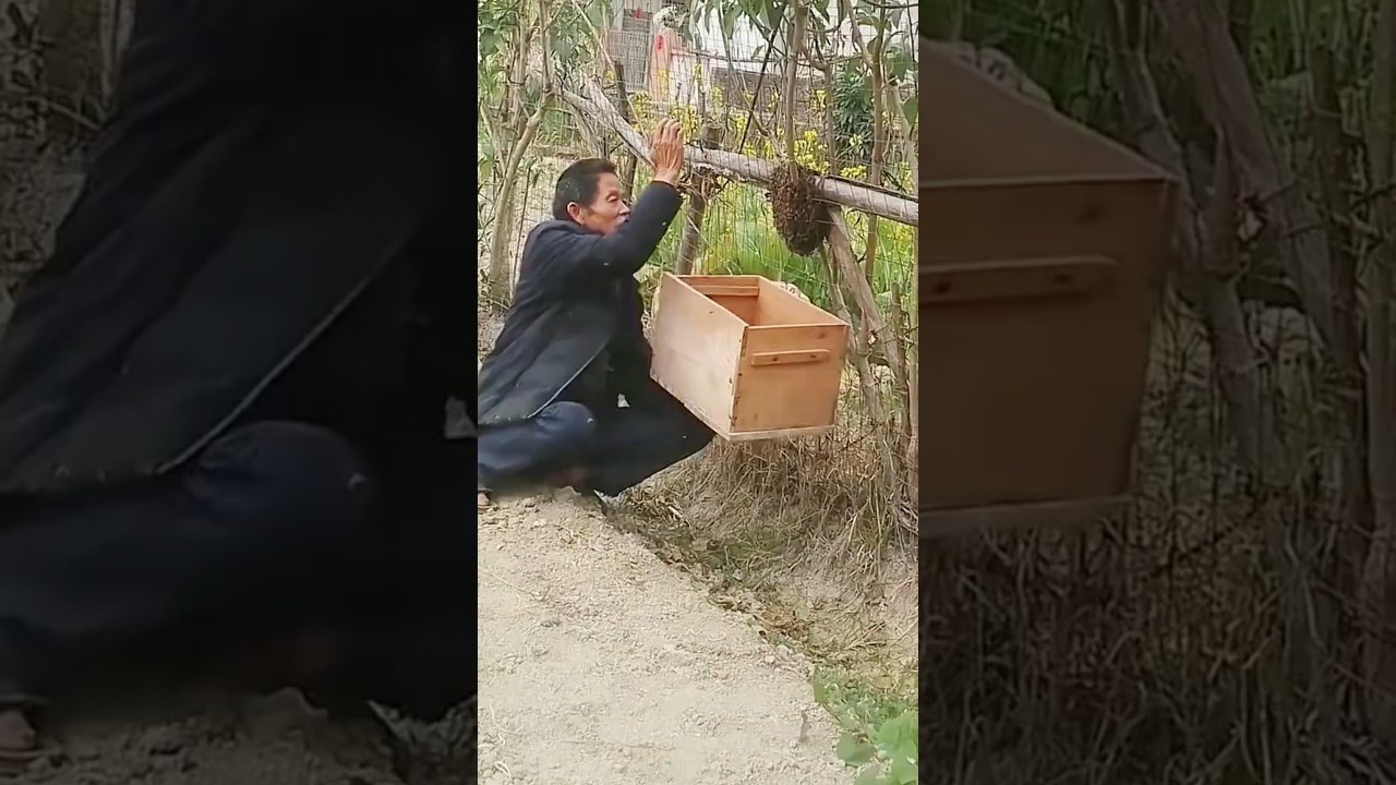The process of catching a swarm of bees