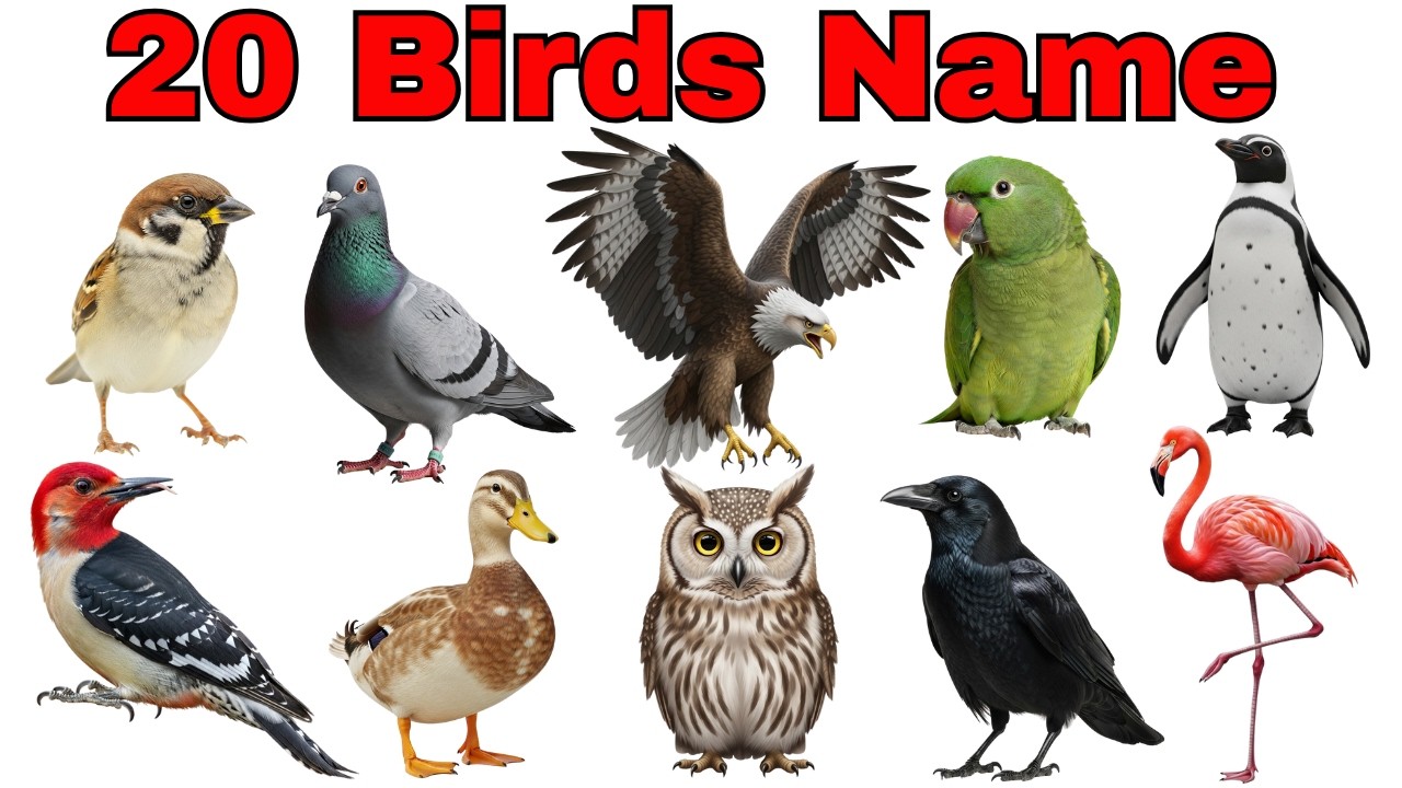 20 Birds Name for Kids🐦 | Birds Name in English & Hindi with Pictures | पक्षियों के नाम | Kids Video